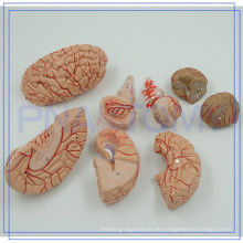 PNT-0611Hersteller Lieferant Hohe Qualität Gehirn Organisation Artery Model Krankenhaus